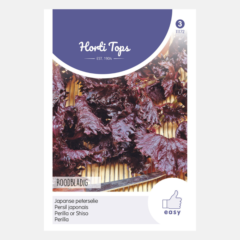 Shiso - Perilla crispum, purple leaves