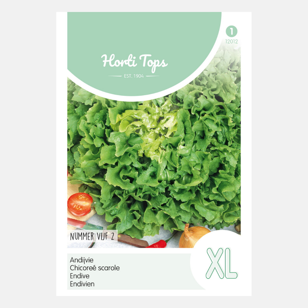 Endive 'Number Five 2'