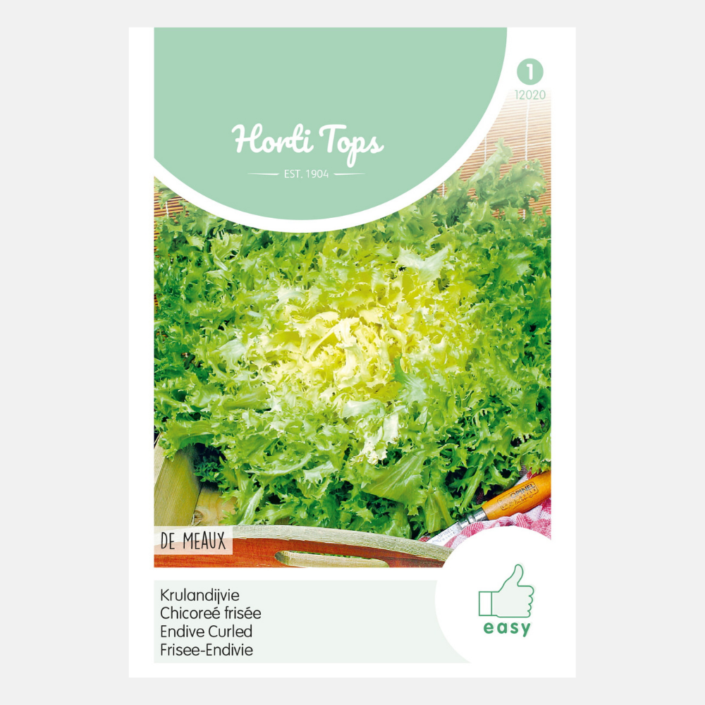 Curly endive 'De Meaux'