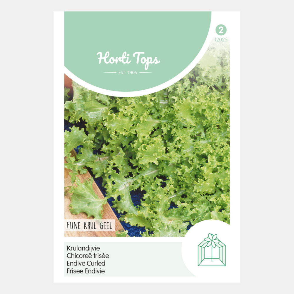 Curly endive 'Fine Curl Yellow'