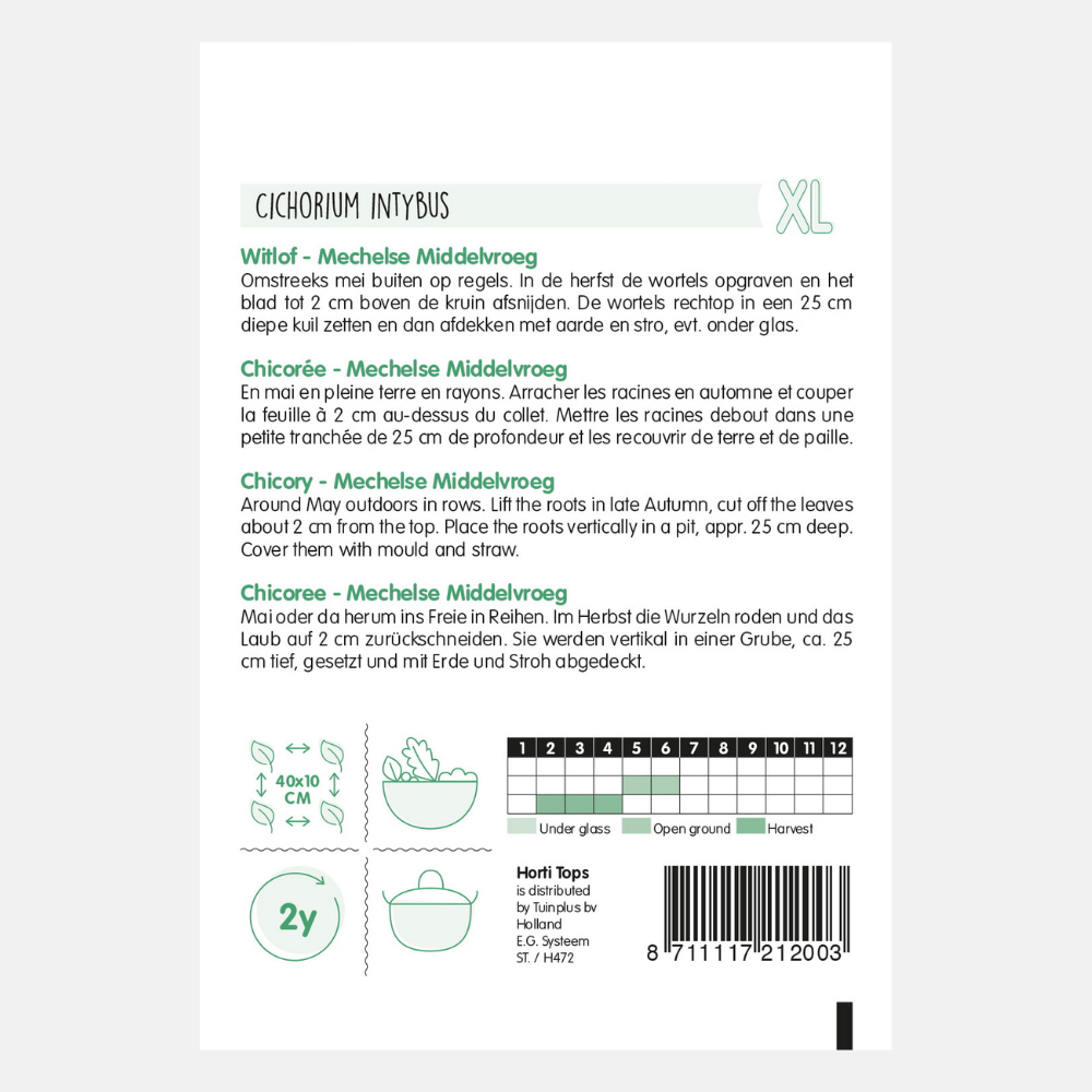 Chicory 'Mechelse Middenvroeg'