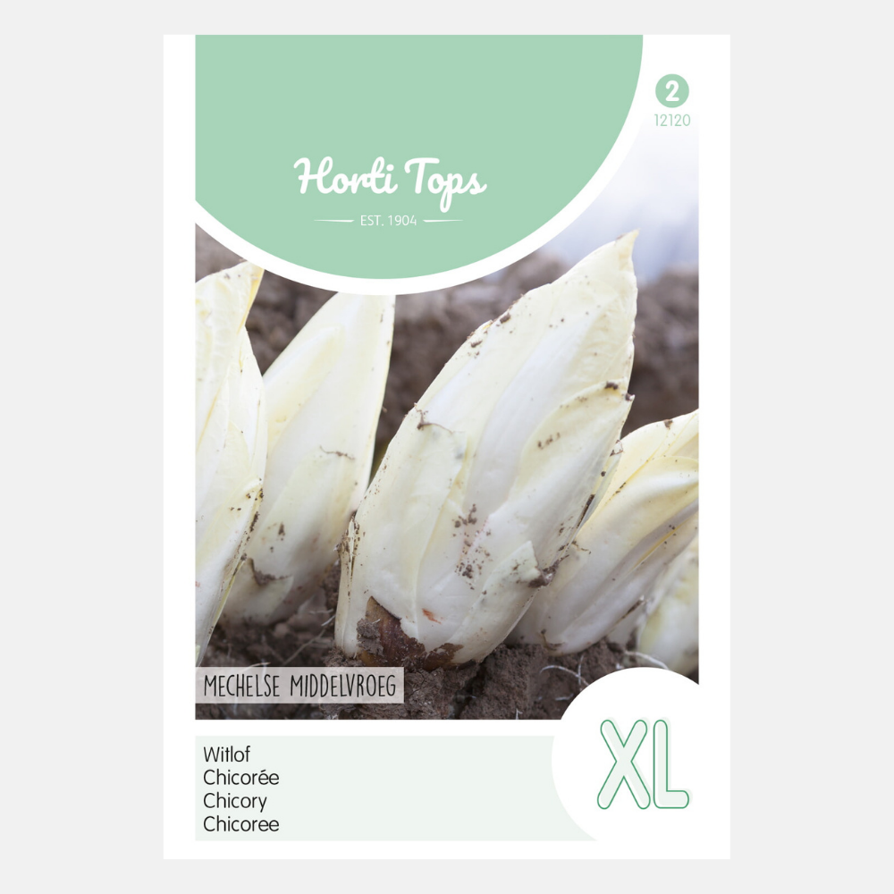 Chicory 'Mechelse Middenvroeg'