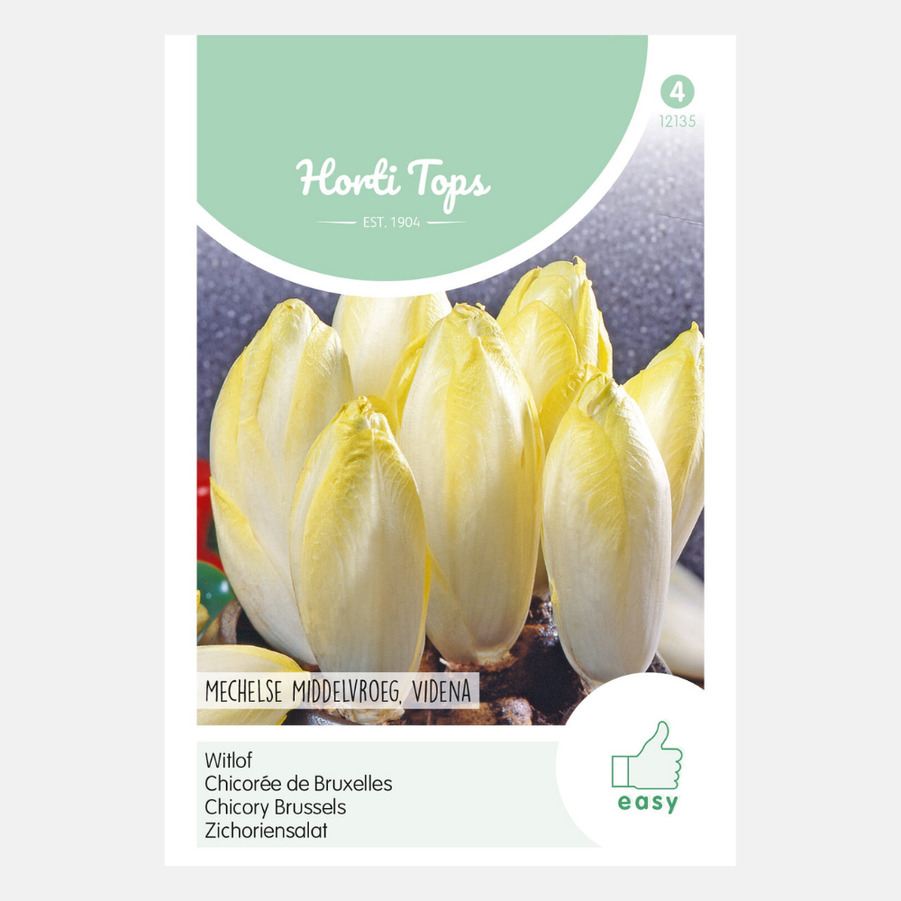 Chicory 'Mechelse Middelvroeg' - type Videna