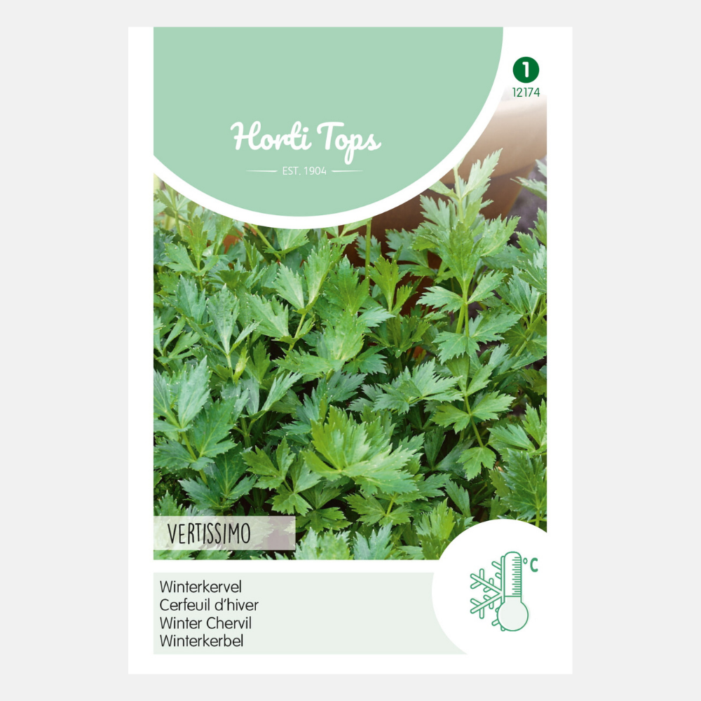 Cerfeuil 'Vertissimo'/'Brussels Winter'