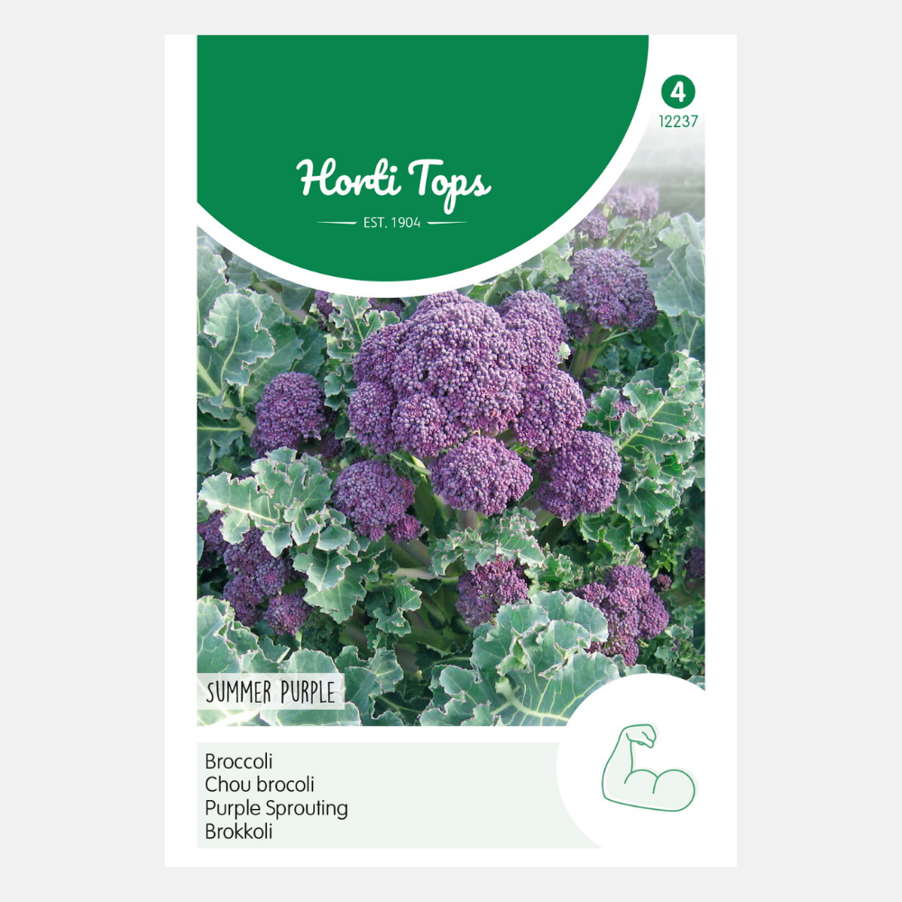 Sprouting Broccoli 'Summer Purple' - purple sprouting broccoli