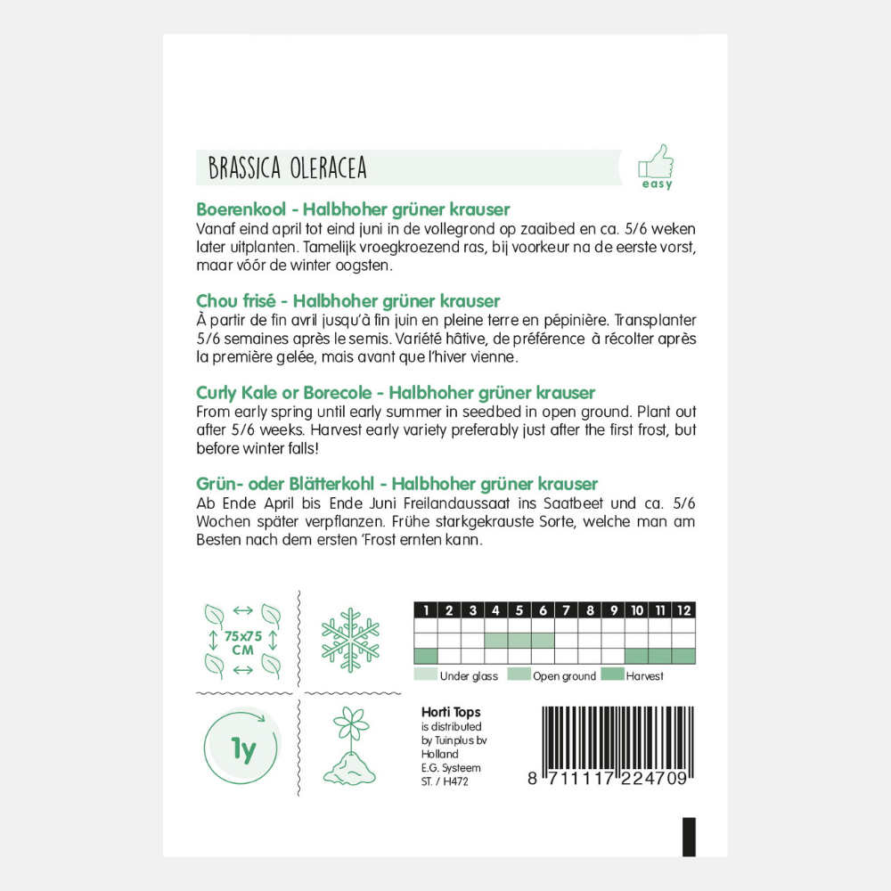 Kale 'Vert Demi-Nain'/'Medium Fine Curl'