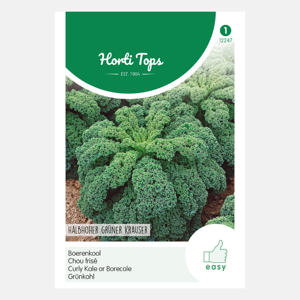 Kale 'Vert Demi-Nain'/'Medium Fine Curl'