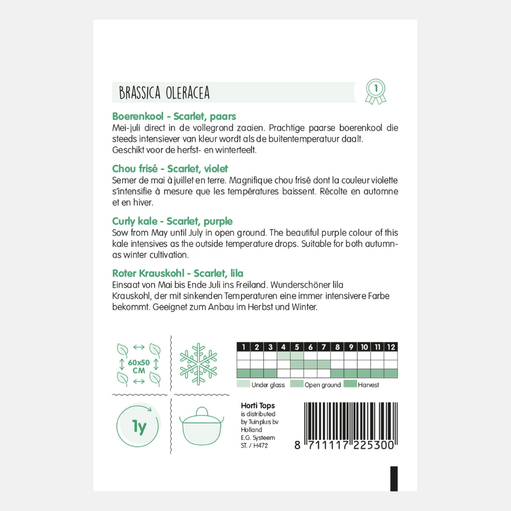 Kale Purple 'Scarlet'