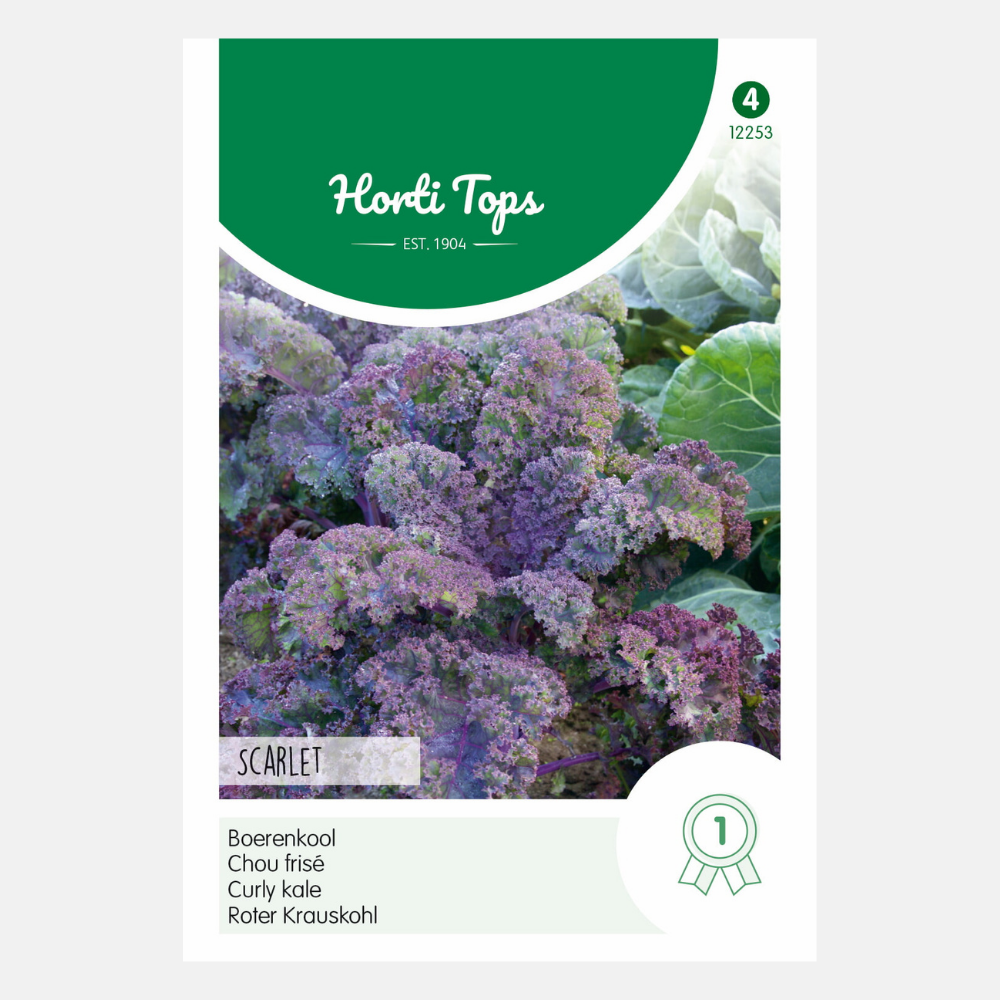 Kale Purple 'Scarlet'