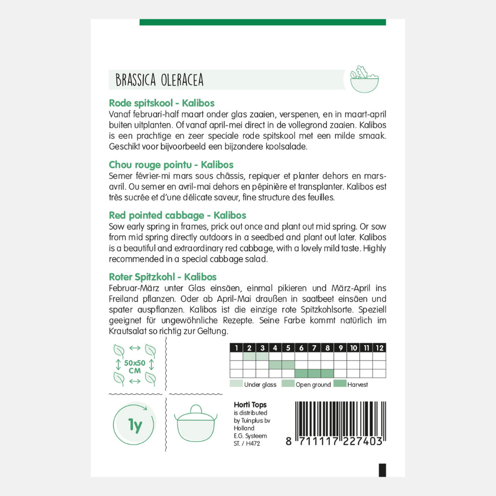 Red pointed cabbage 'Kalibos'