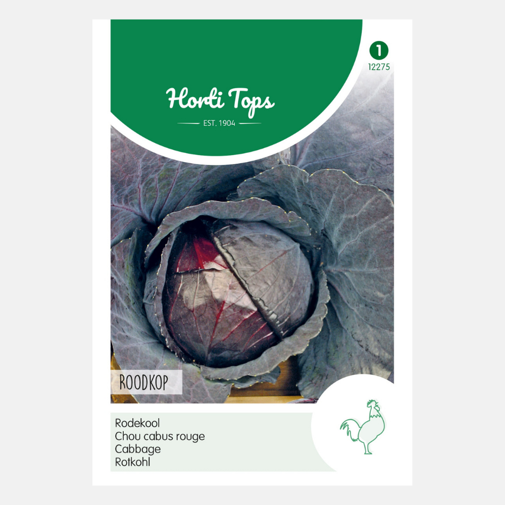 Red cabbage 'Roodkop'