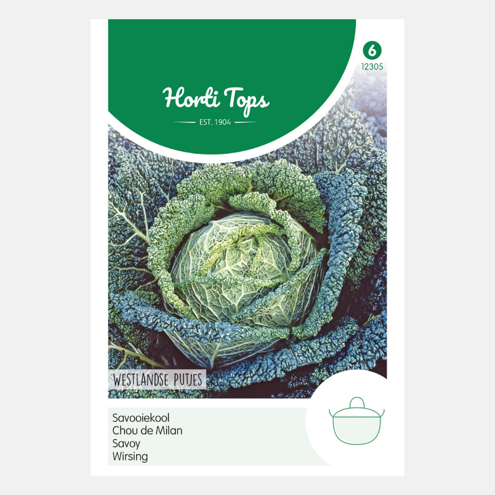 Savoy cabbage 'Dark Green Holes'