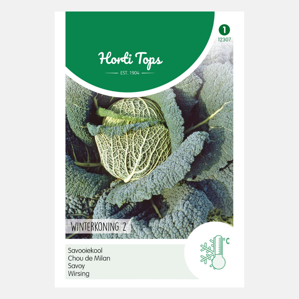 Savoy cabbage 'Winter King 2'