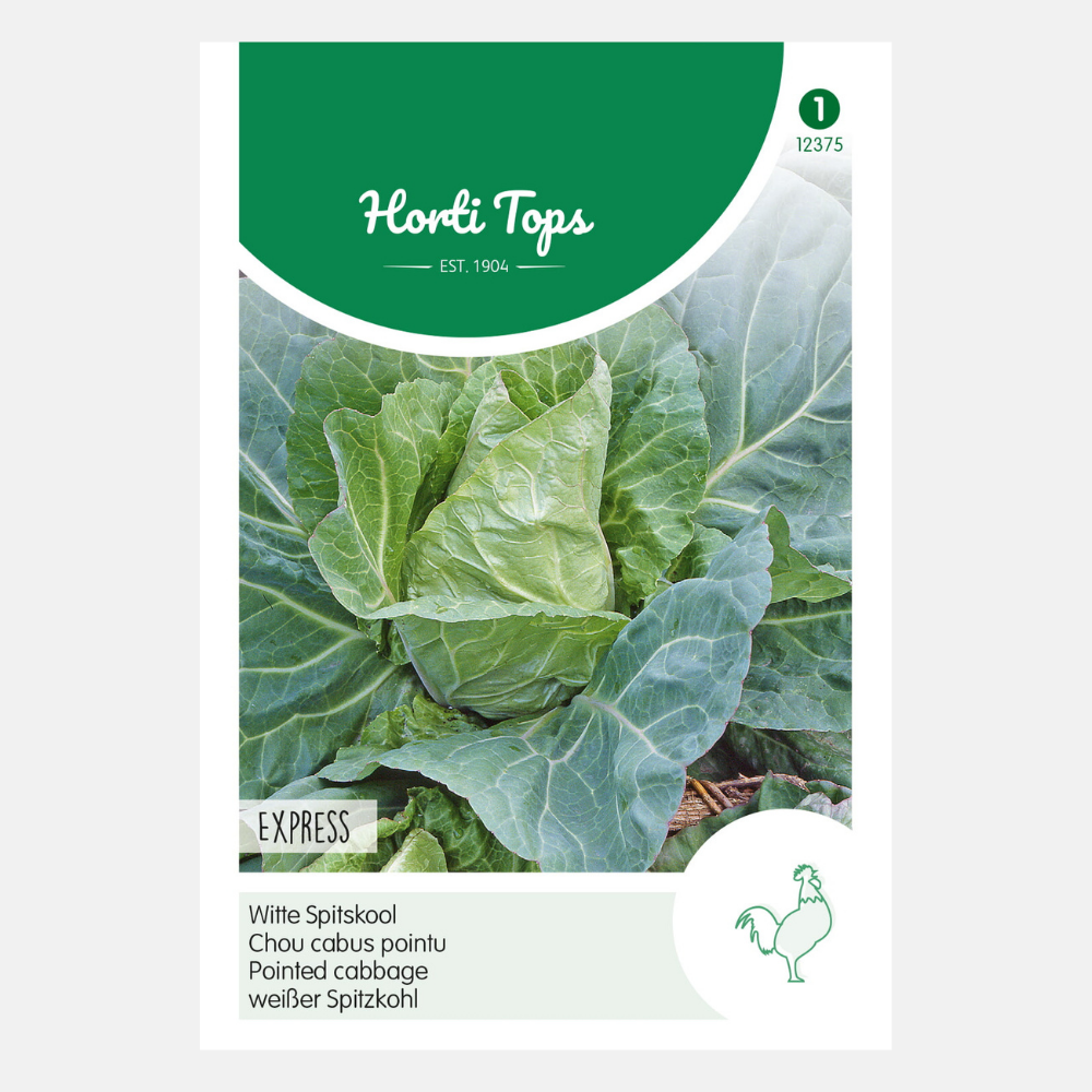 Pointed cabbage 'Express'/'Early Pointed'