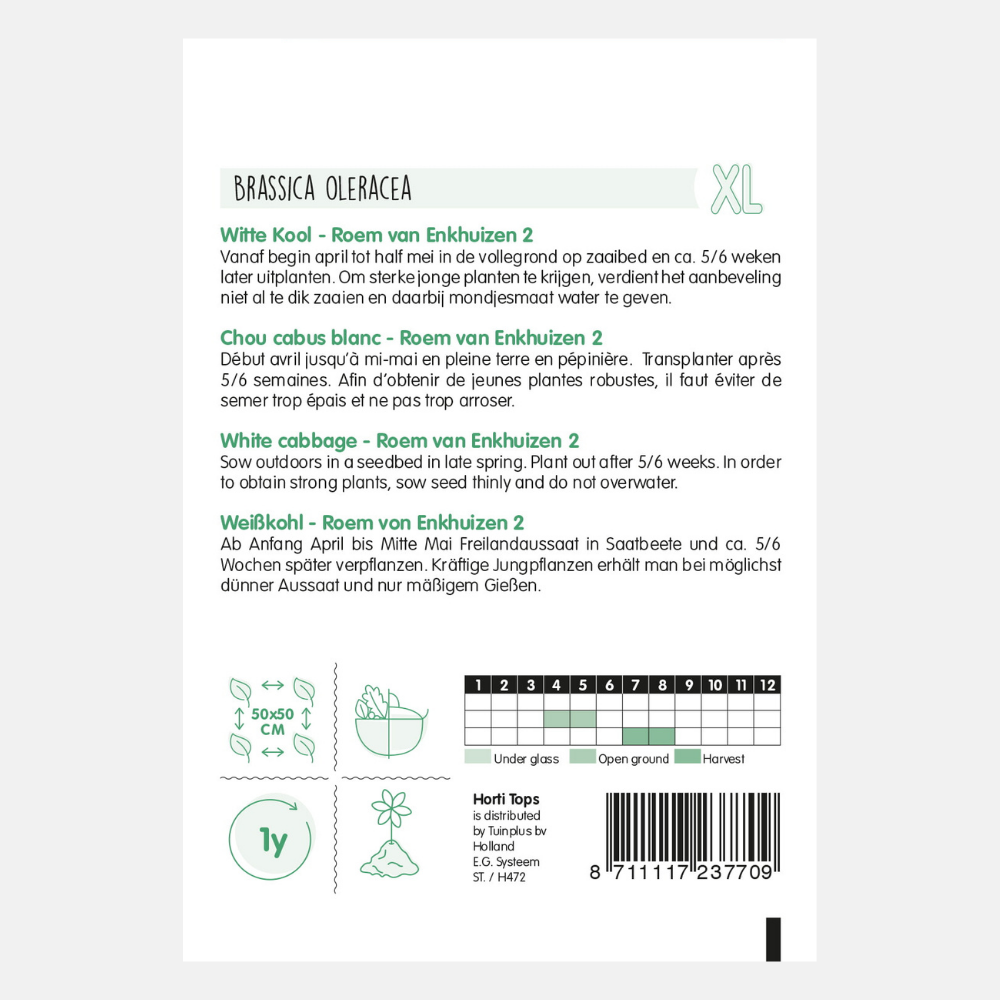 White cabbage 'Glory of Enkhuizen 2'