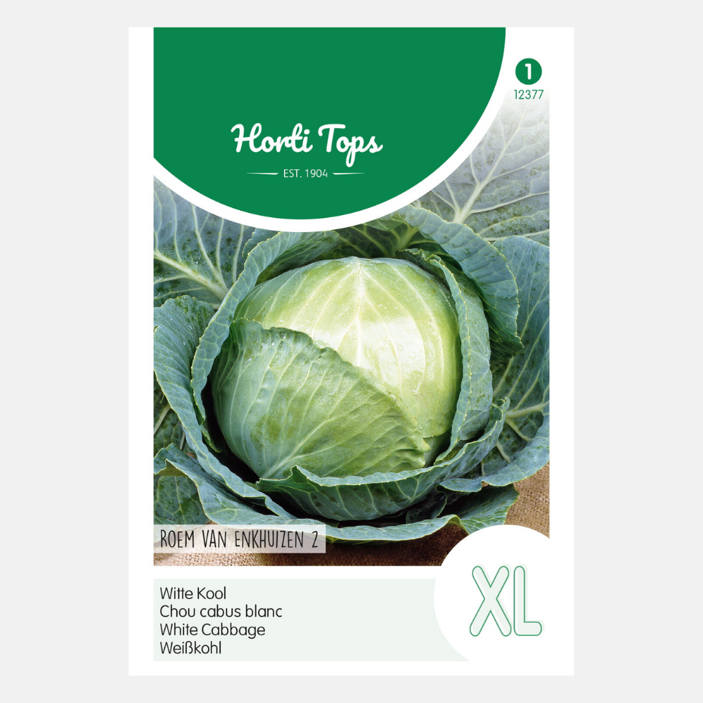 White cabbage 'Glory of Enkhuizen 2'