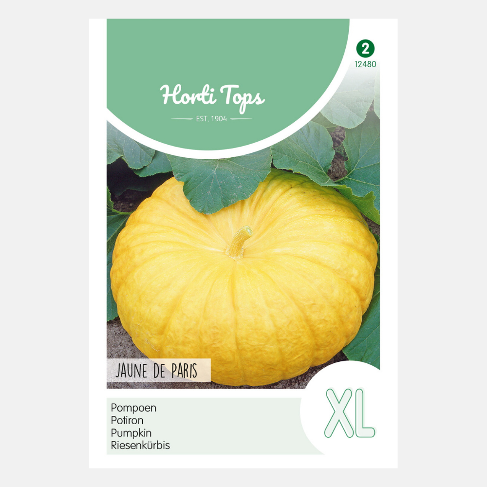 Pumpkin 'Yellow-fleshed Centenaars'