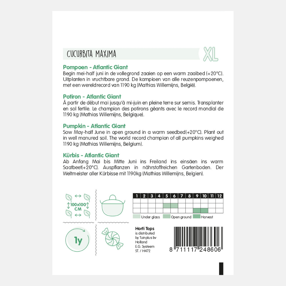 Pumpkin 'Atlantic Giant'