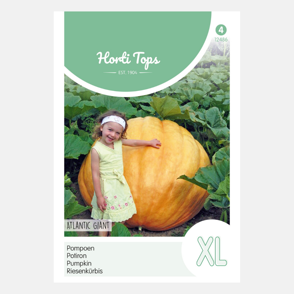 Pumpkin 'Atlantic Giant'