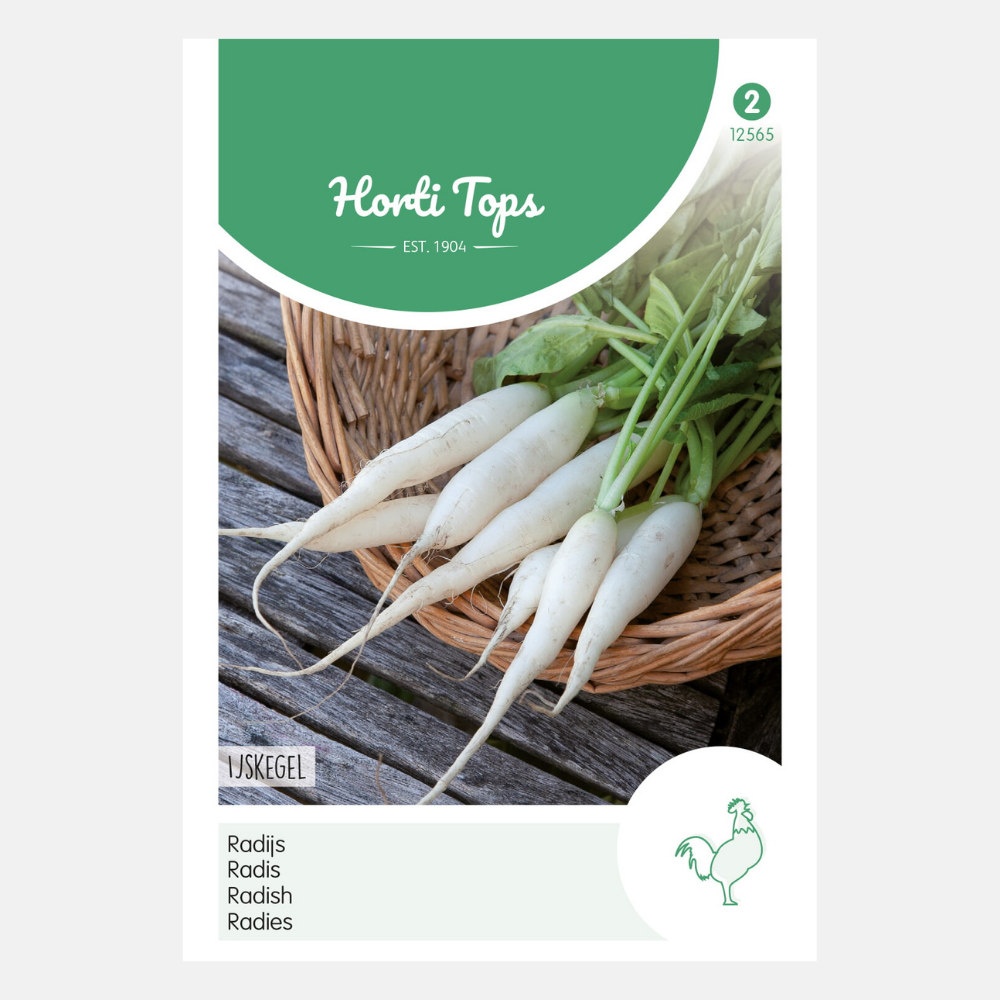 Black radish 'Icicle'/'Long White'