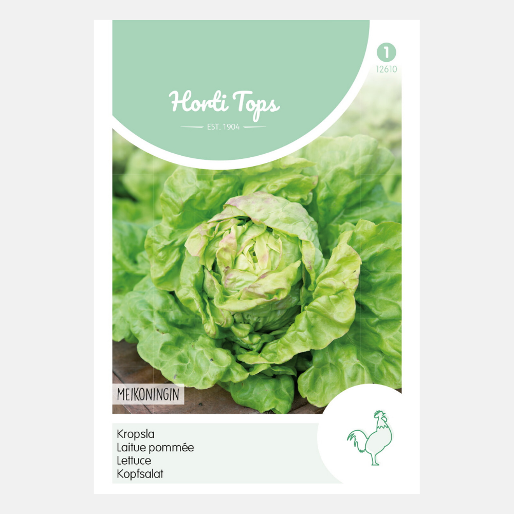 Lettuce 'Meikoningin'