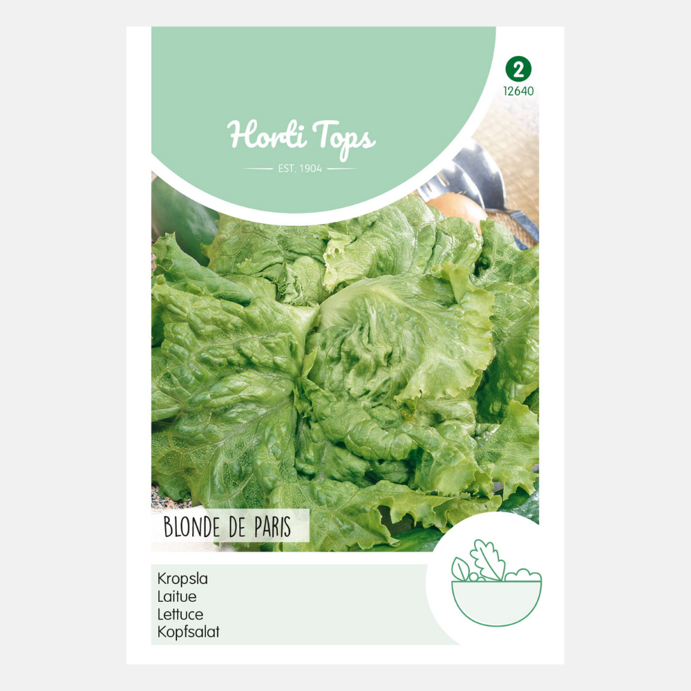 Lettuce 'Batavia Blonde'