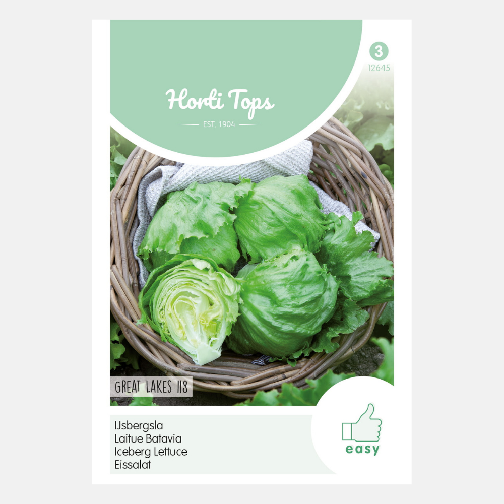 Iceberg lettuce 'Great Lakes 118'