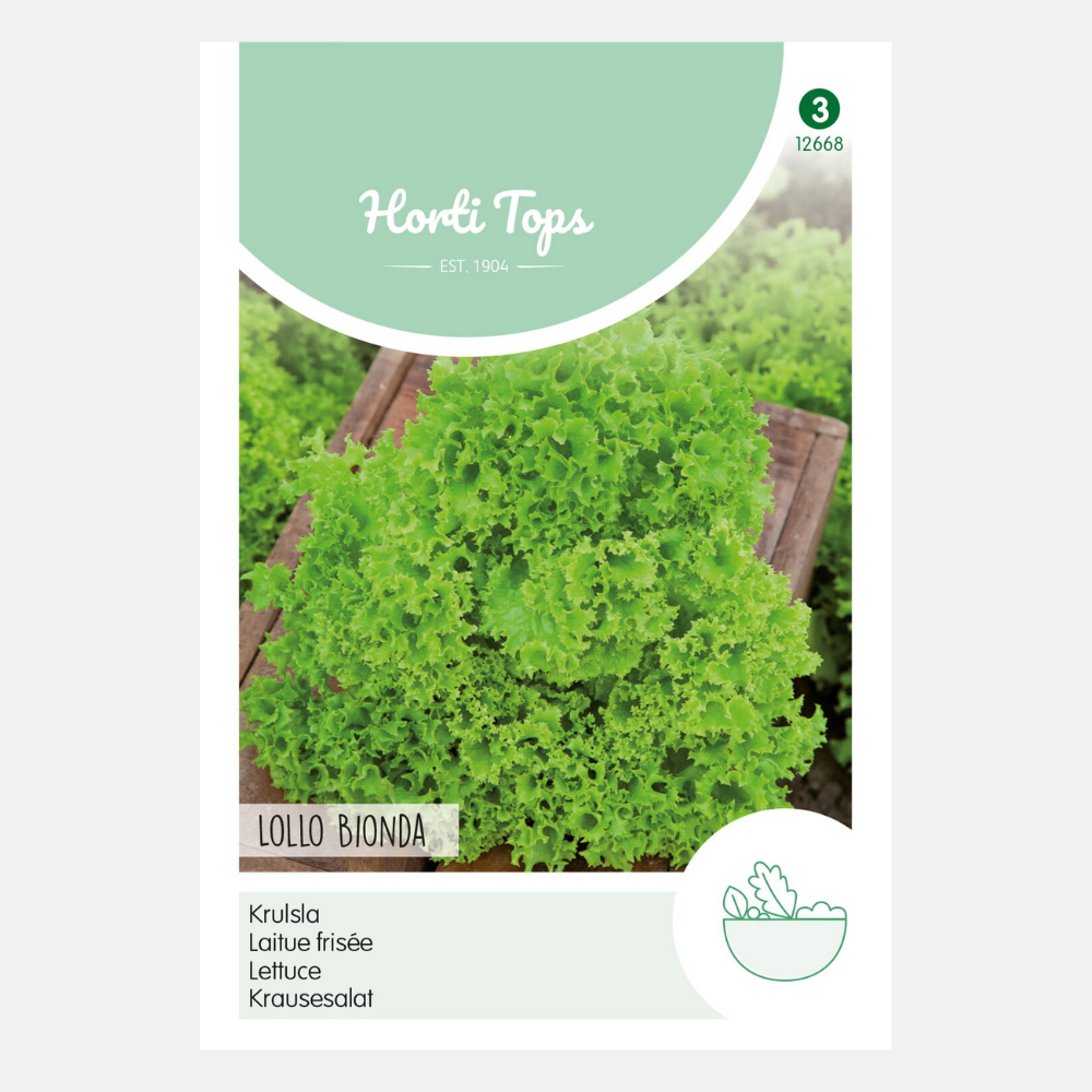 Curly Lettuce 'Lollo Bionda' - green