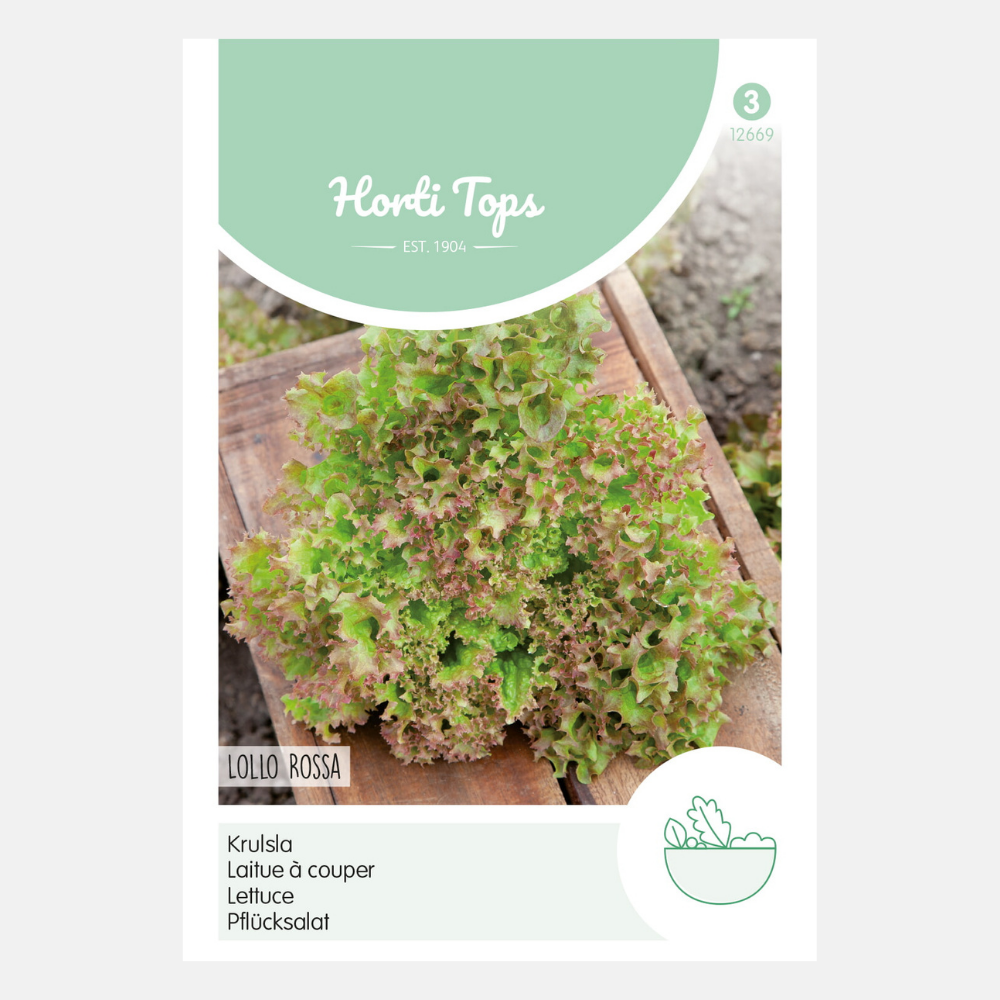 Curly lettuce 'Lollo Rossa' - red