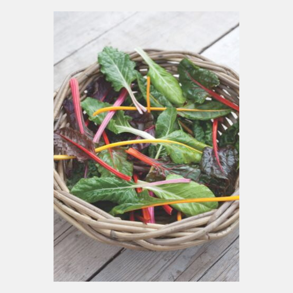 Swiss Chard 'Bright Lights' - rainbow colours