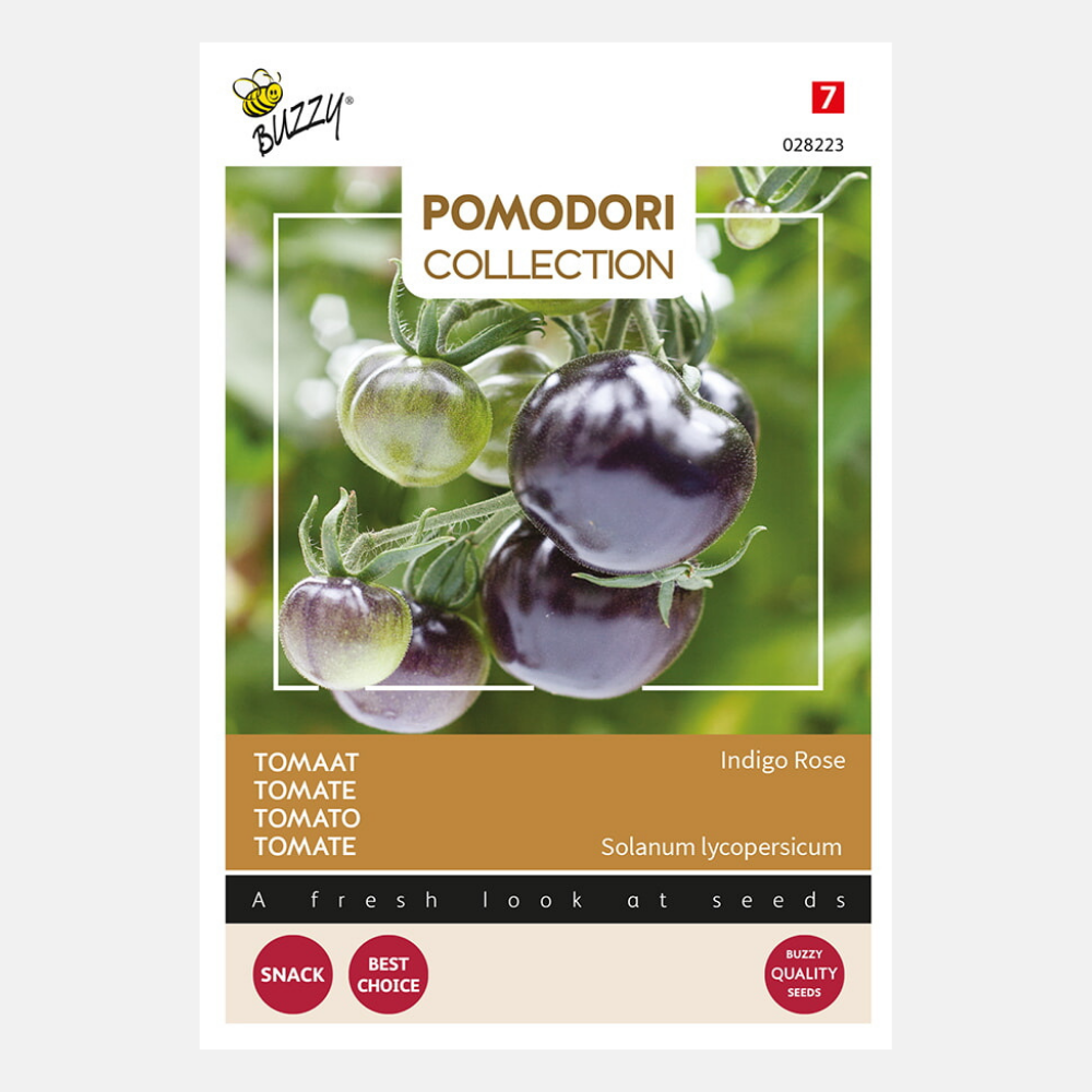 Tomate 'Indigo rose' - noire