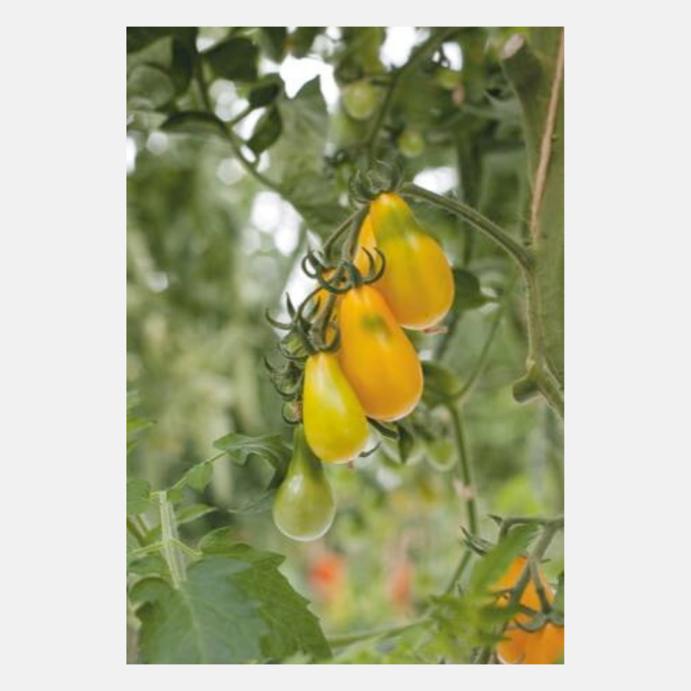 Tomates cerises 'Jaunes en forme de poire'