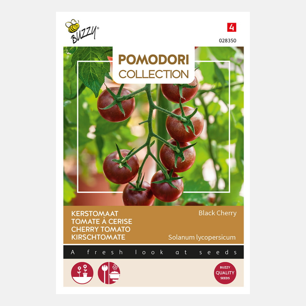 Tomate cerise 'Black Cherry'