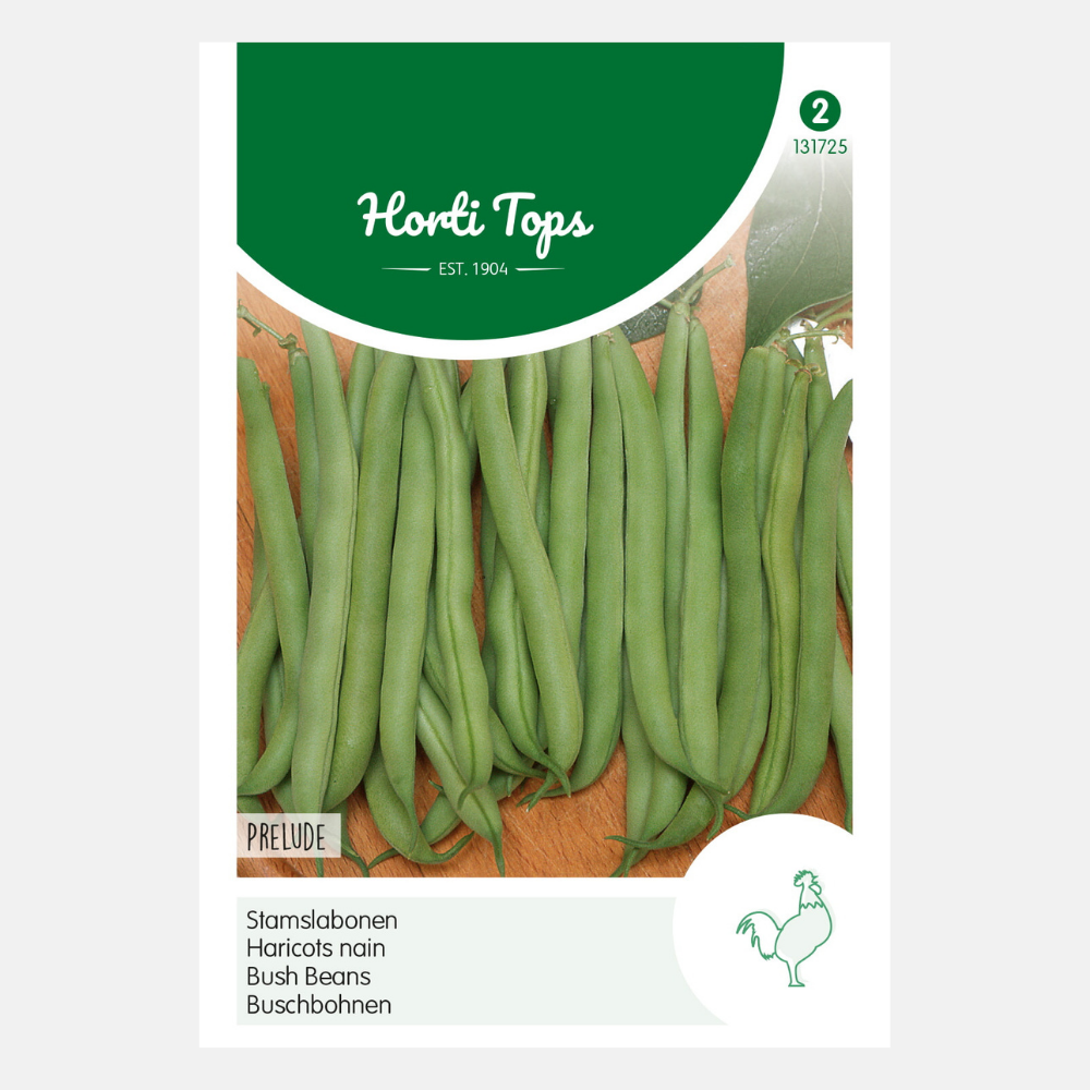 Bush Princess Beans 'Prelude'