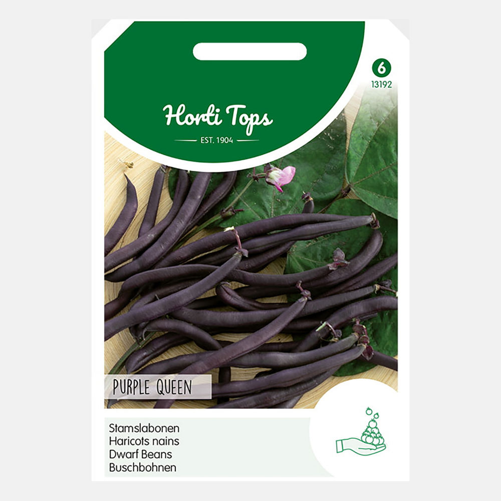 Bush Princess Beans 'Purple Queen' - purple beans