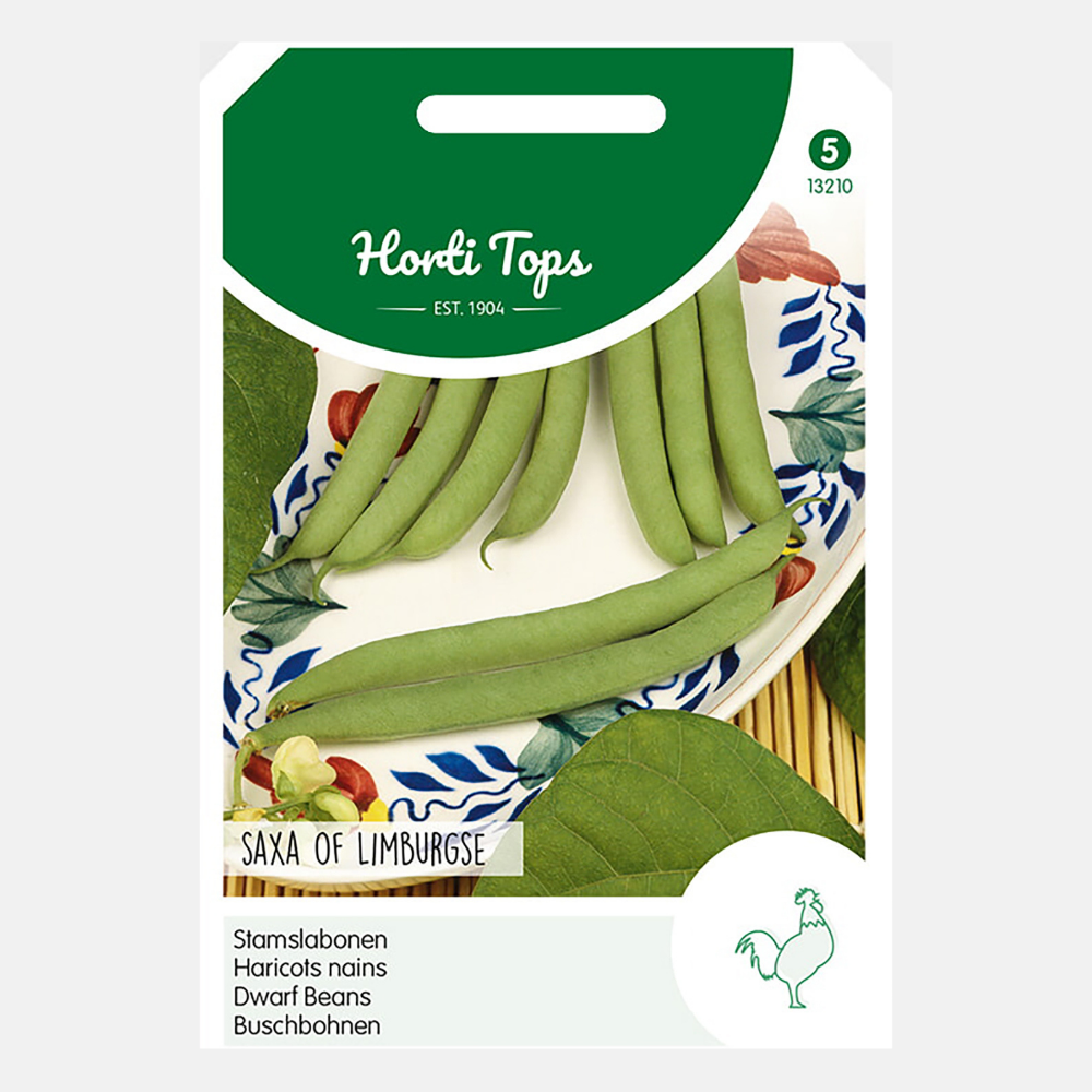 Bush princess beans 'Saxa of Limburgse' - type Wagenaars