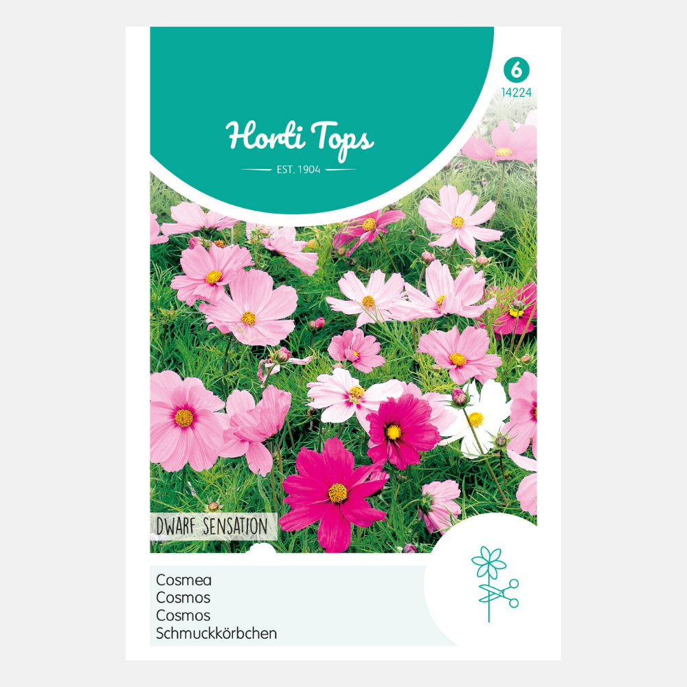 Cosmea 'Dwarf sensation'