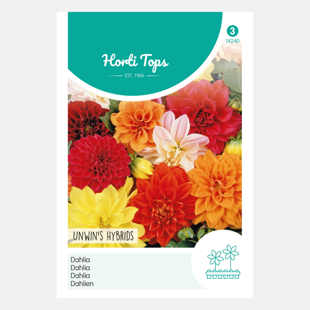 Dahlia 'Unwin's Hybrid' - mixed