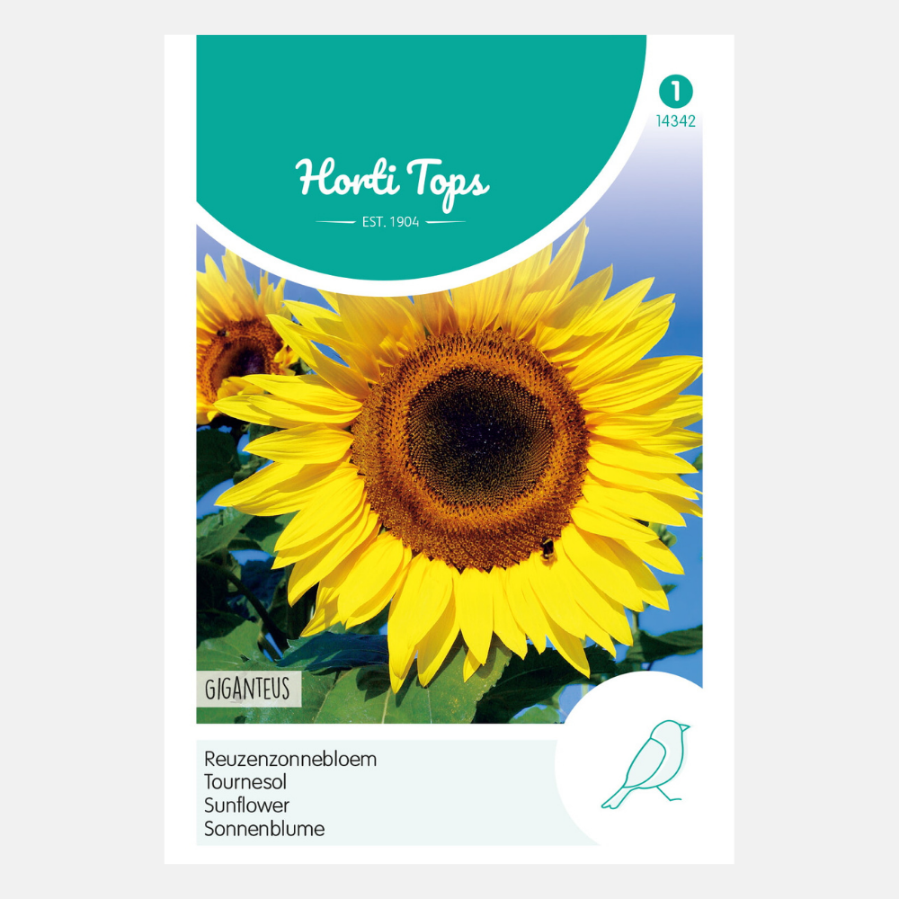 Zonnebloem 'Giganteus'