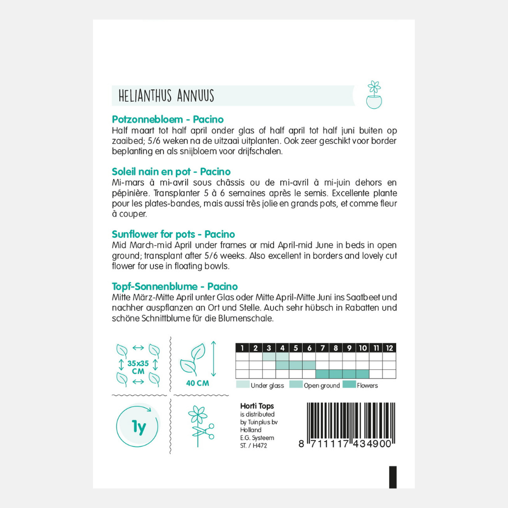 Sunflower 'Pacino' - suitable for pots