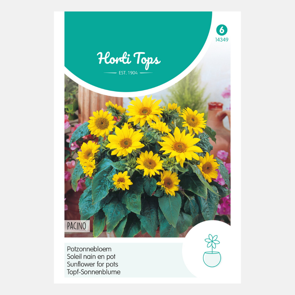Sunflower 'Pacino' - suitable for pots