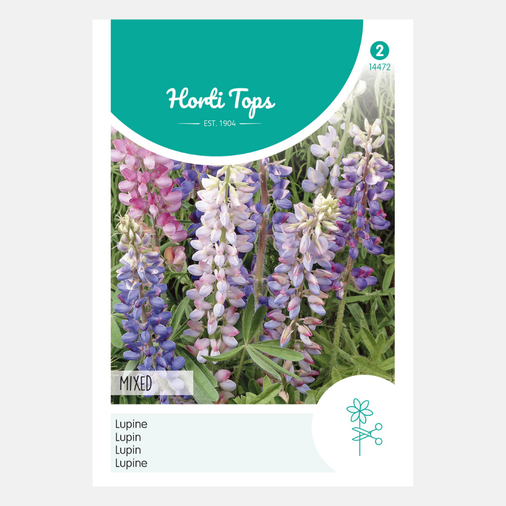 Lupins 'Hartwegii' - color mixture