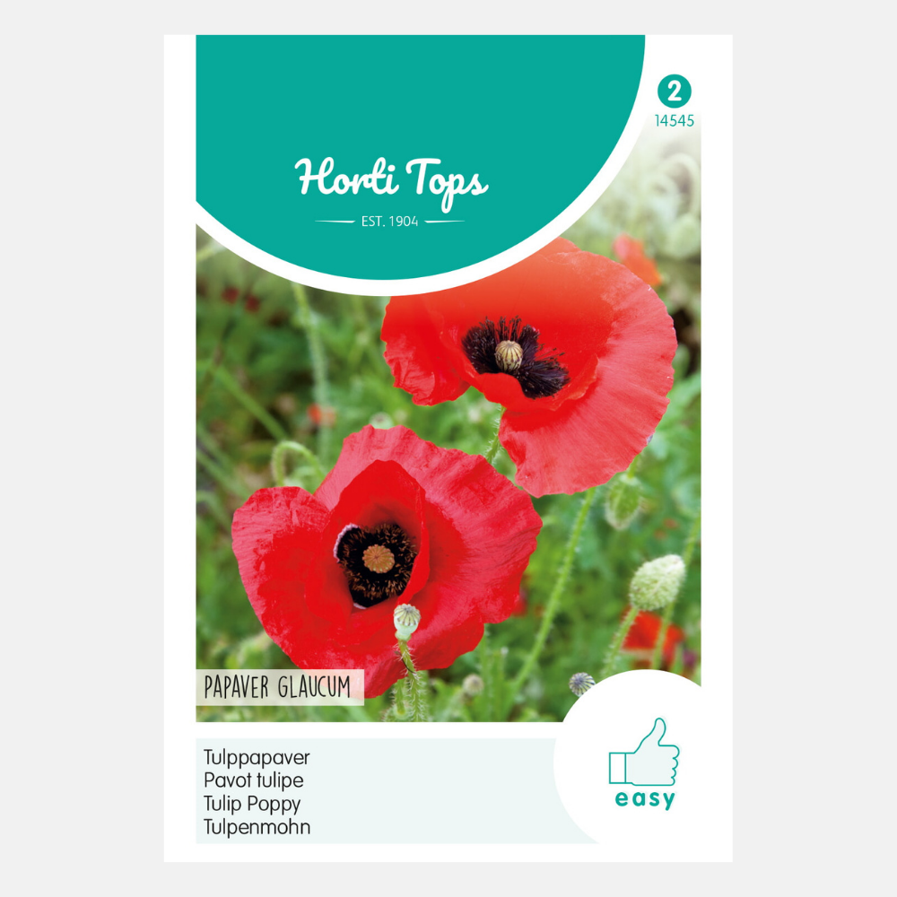 Poppy - tulip poppy