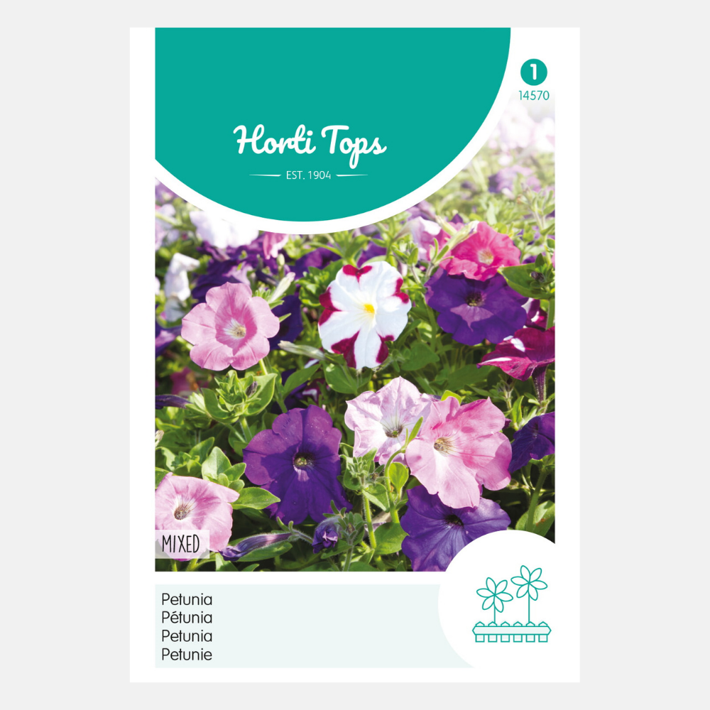 Petunia Nana Compacta - mixed