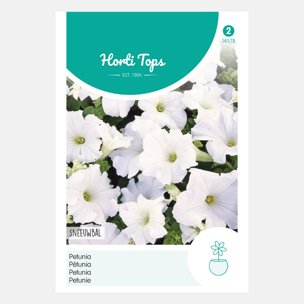 Petunia Nana Compacta 'Snowball'