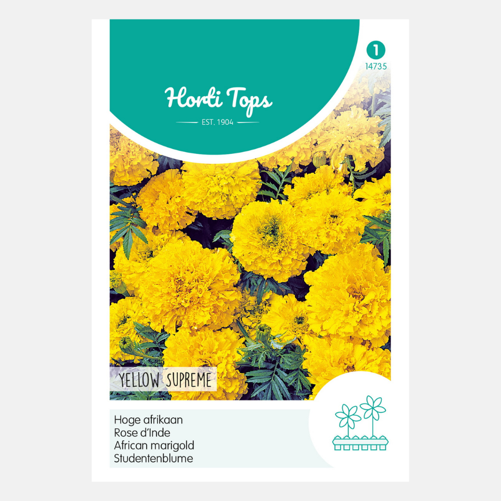 Hoge Afrikaan 'Yellow Supreme'