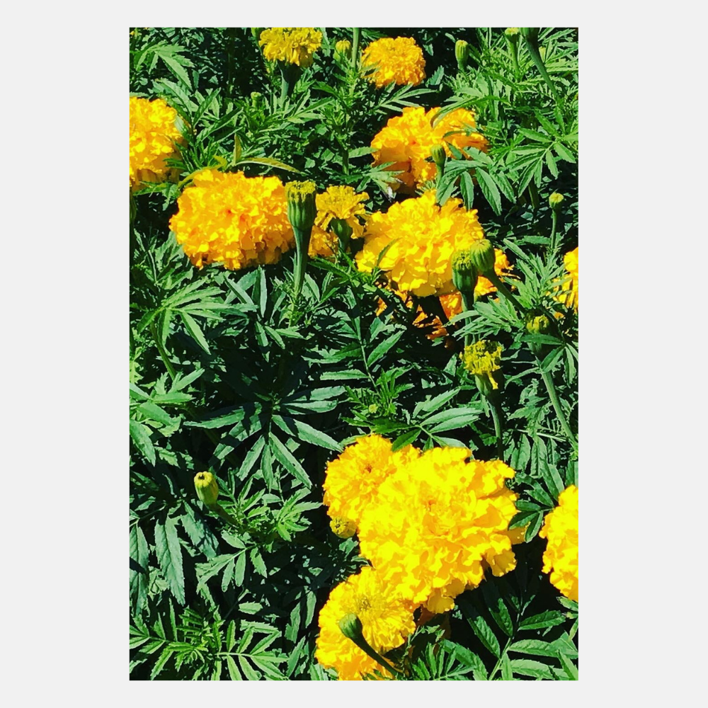 Lage Afrikaan 'Golden age'