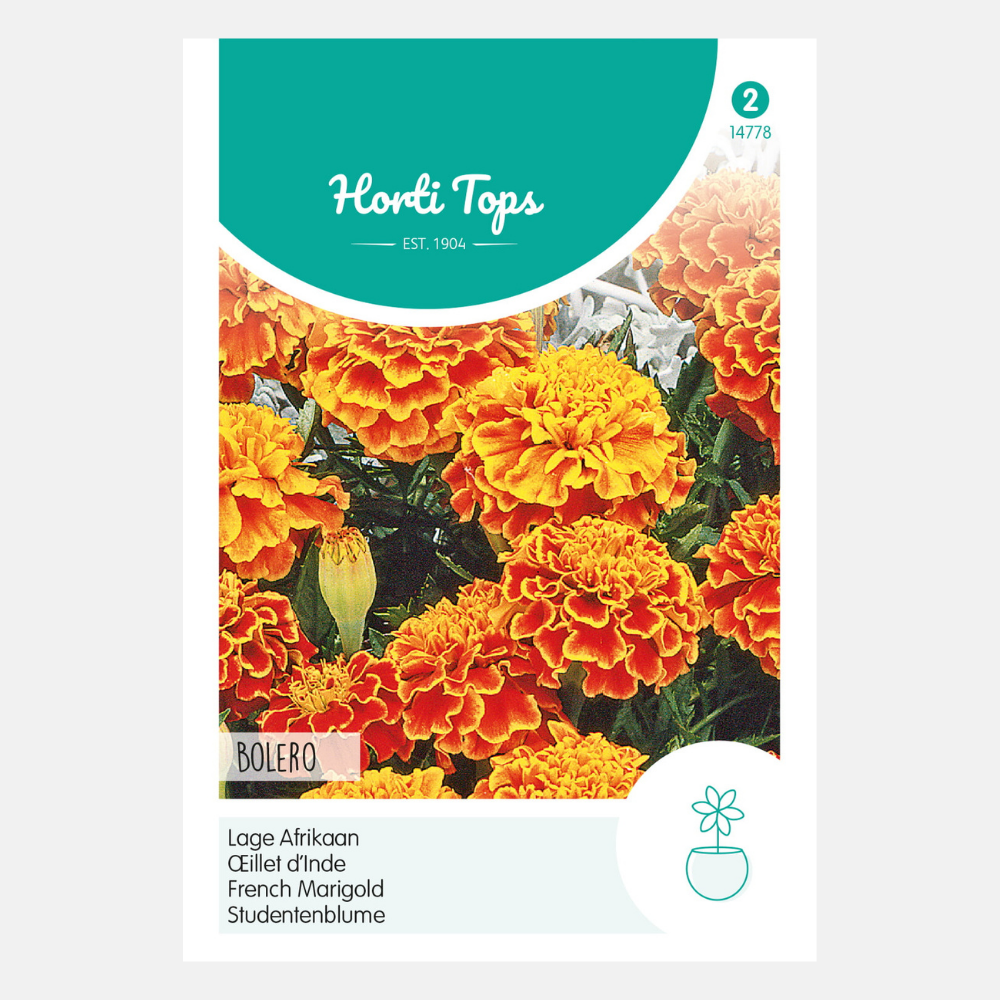 Marigolds 'Bolero'