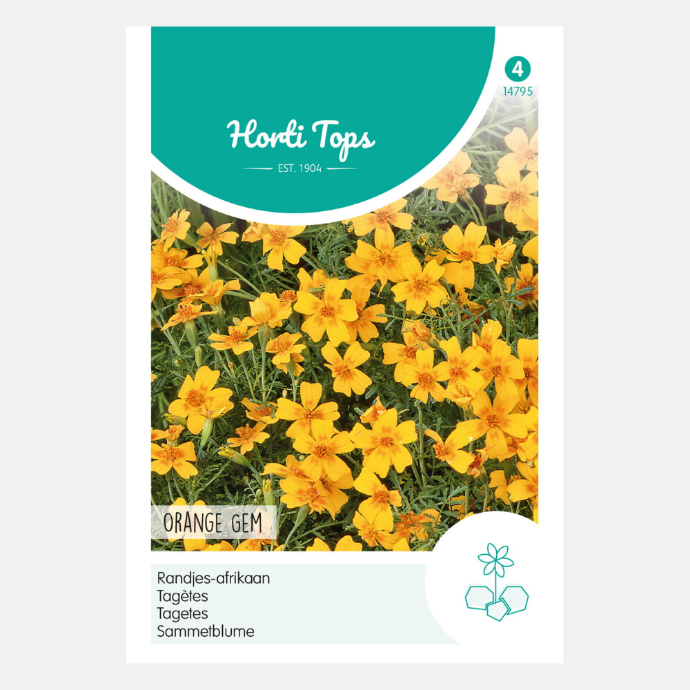 Marigolds 'Pumila Orange'