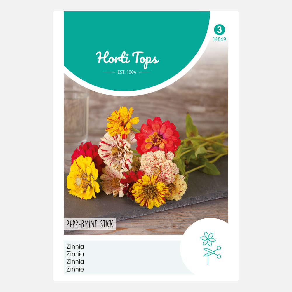 Zinnia 'Peppermint Stick' - gemengd
